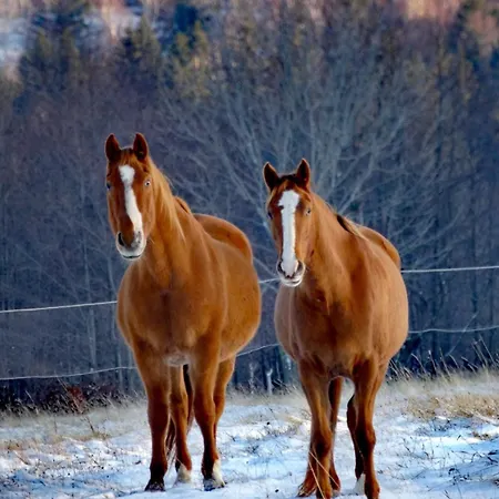 شقة Apaluza - Gory Izerskie & Karkonosze *