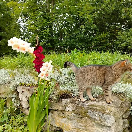 Apaluza - Gory Izerskie & Karkonosze