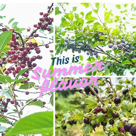 Apartmán Apaluza - Gory Izerskie & Karkonosze *