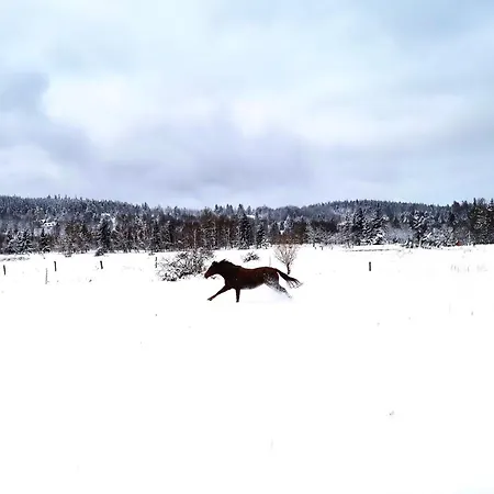 Apaluza - Gory Izerskie & Karkonosze - Pool - Horses - Nature Kopaniec