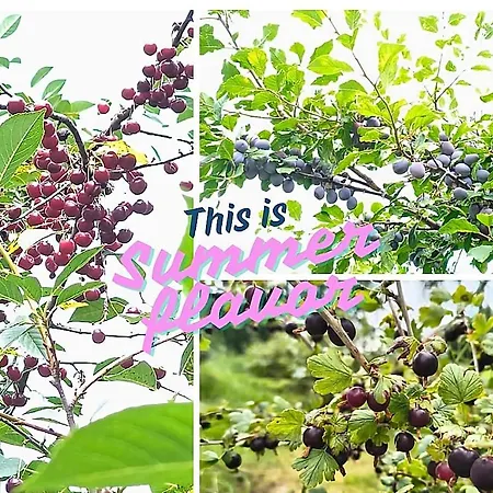 Apaluza - Gory Izerskie & Karkonosze