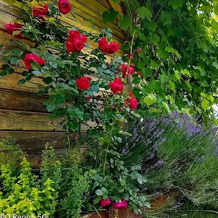 Apaluza - Gory Izerskie & Karkonosze شقة Kopaniec