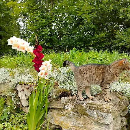 شقة Apaluza - Gory Izerskie & Karkonosze *