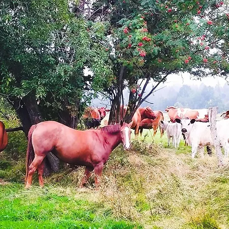 Apaluza - Gory Izerskie & Karkonosze * Kopaniec