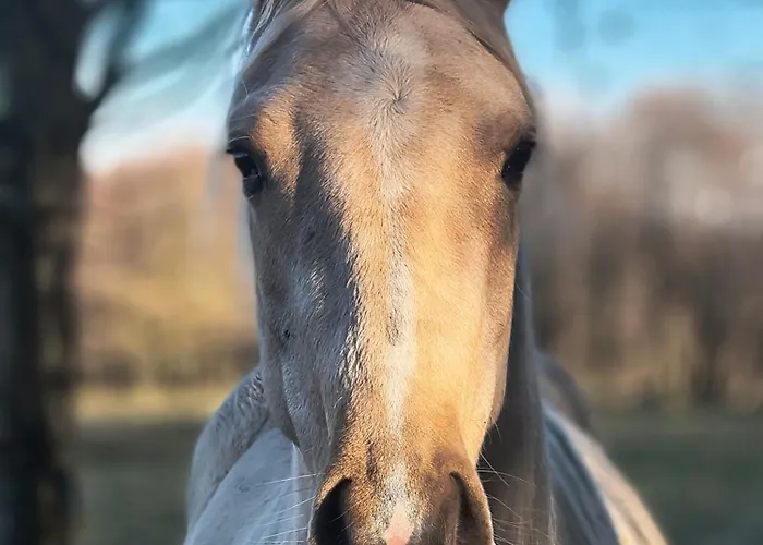 아파트 Apaluza - Gory Izerskie & Karkonosze