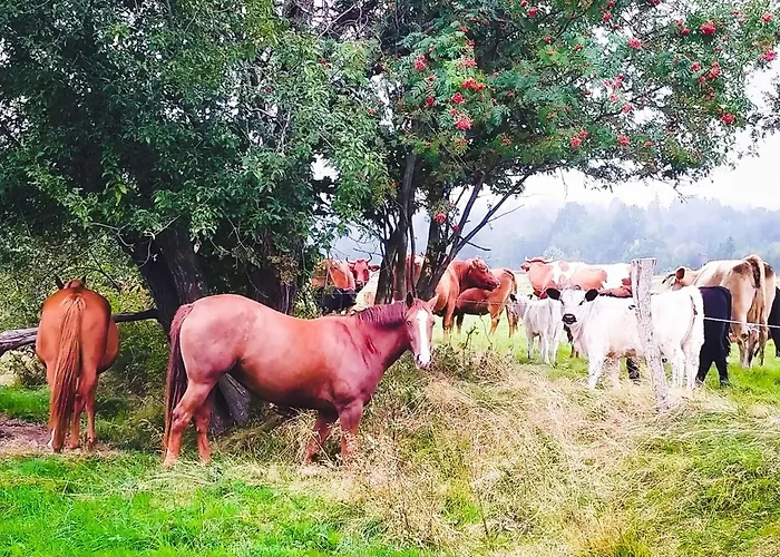 Apaluza - Gory Izerskie & Karkonosze * Kopaniec