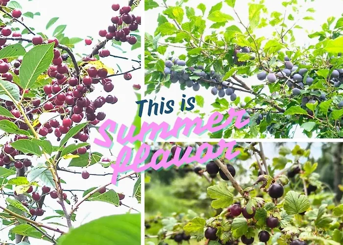 Apaluza - Gory Izerskie & Karkonosze